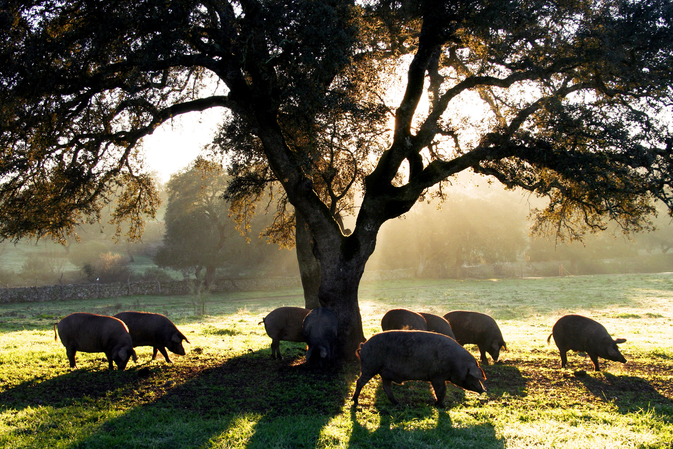 Pigs,In,Montanera,In,The,Dehesa,In,Extremadura,Eating,Acorns jamones juan márquez e hijos